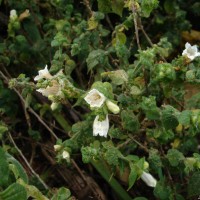 Strobilanthes anceps Nees